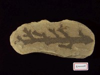 南洋杉類短葉杉屬藏品圖，第3張